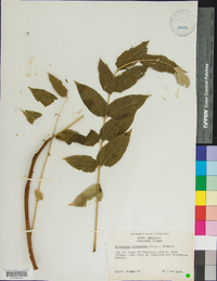 Ailanthus altissima image