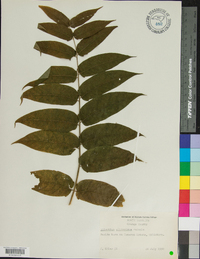 Ailanthus altissima image