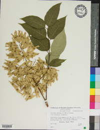 Ailanthus altissima image