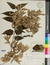 Ailanthus altissima image