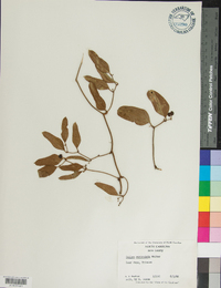 Smilax auriculata image