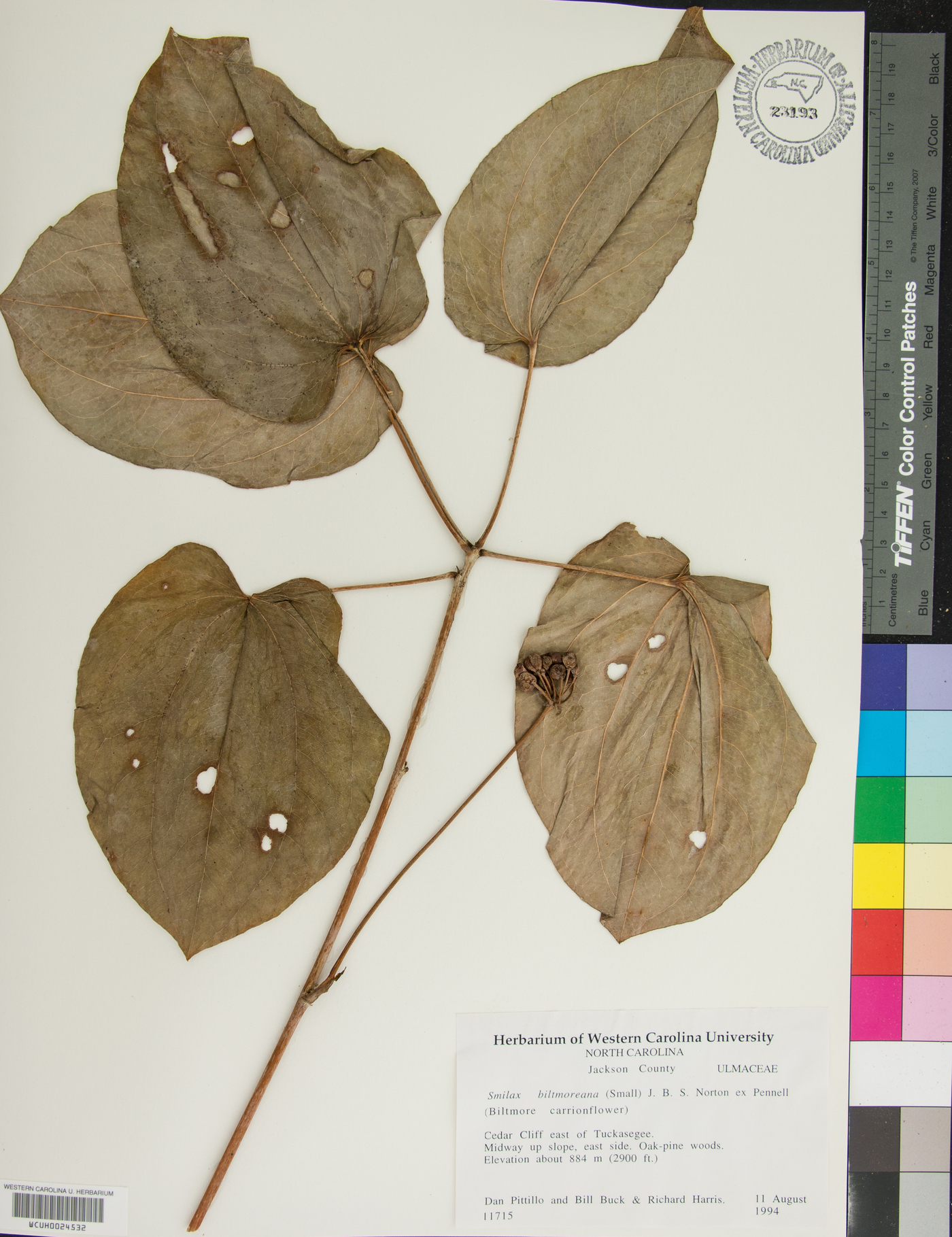 Smilax biltmoreana image