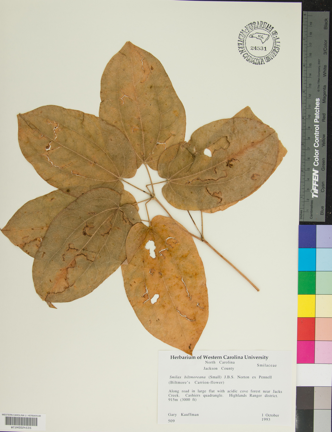 Smilax biltmoreana image