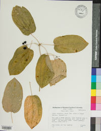 Smilax biltmoreana image