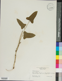 Smilax bona-nox image