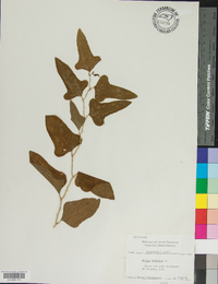 Smilax bona-nox image