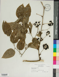 Smilax tamnoides image