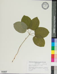 Smilax hugeri image