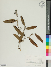 Smilax laurifolia image