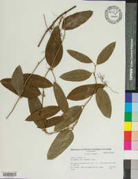 Smilax laurifolia image