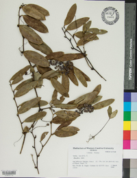 Smilax laurifolia image