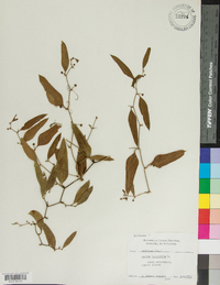 Smilax laurifolia image