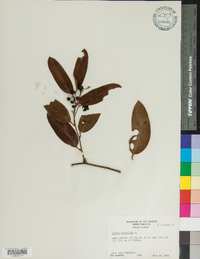 Smilax laurifolia image