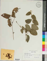 Smilax pumila image