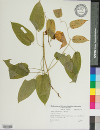 Smilax pulverulenta image