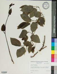 Smilax tamnoides image