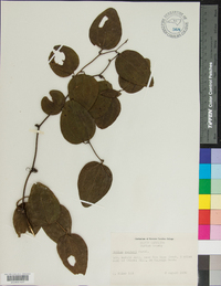 Smilax walteri image