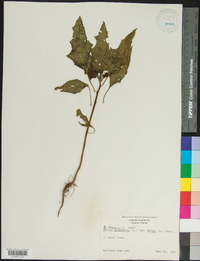 Datura stramonium image