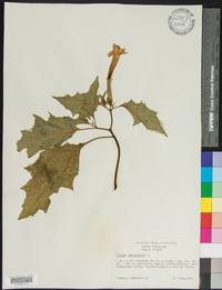 Datura stramonium image