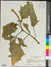 Datura stramonium image