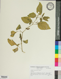 Solanum americanum image