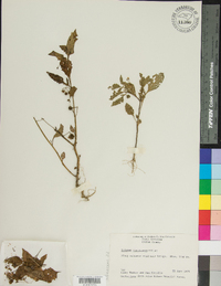 Solanum americanum image