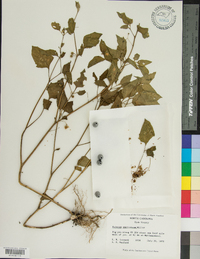 Solanum americanum image