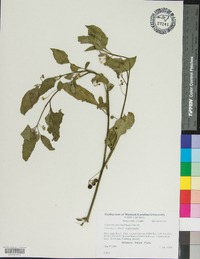 Solanum ptychanthum image