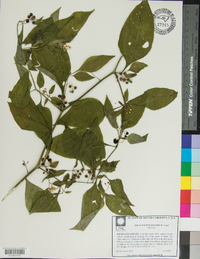 Solanum ptychanthum image