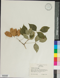 Staphylea trifolia image