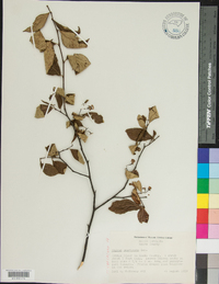 Styrax americanus image