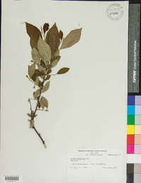 Styrax americanus image