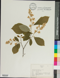 Styrax grandifolius image