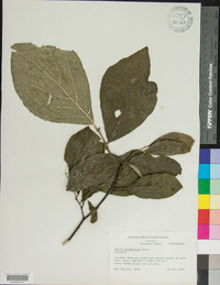 Styrax grandifolius image