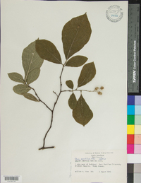 Styrax grandifolius image