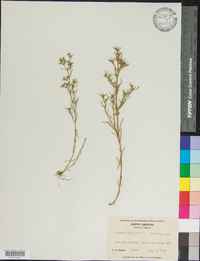 Polypremum procumbens image