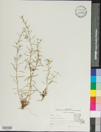 Polypremum procumbens image