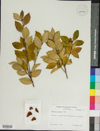 Camellia sasanqua image