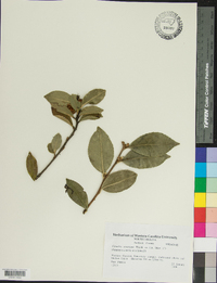 Camellia sasanqua image