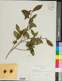 Camellia sasanqua image