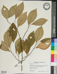 Stewartia ovata image