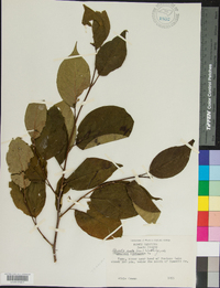 Stewartia ovata image