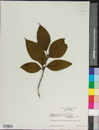 Stewartia ovata image