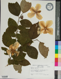 Stewartia ovata image