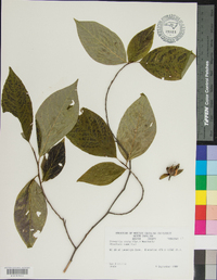 Stewartia ovata image