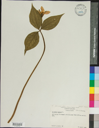 Trillium catesbaei image