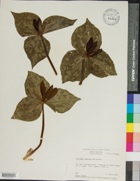 Trillium cuneatum image