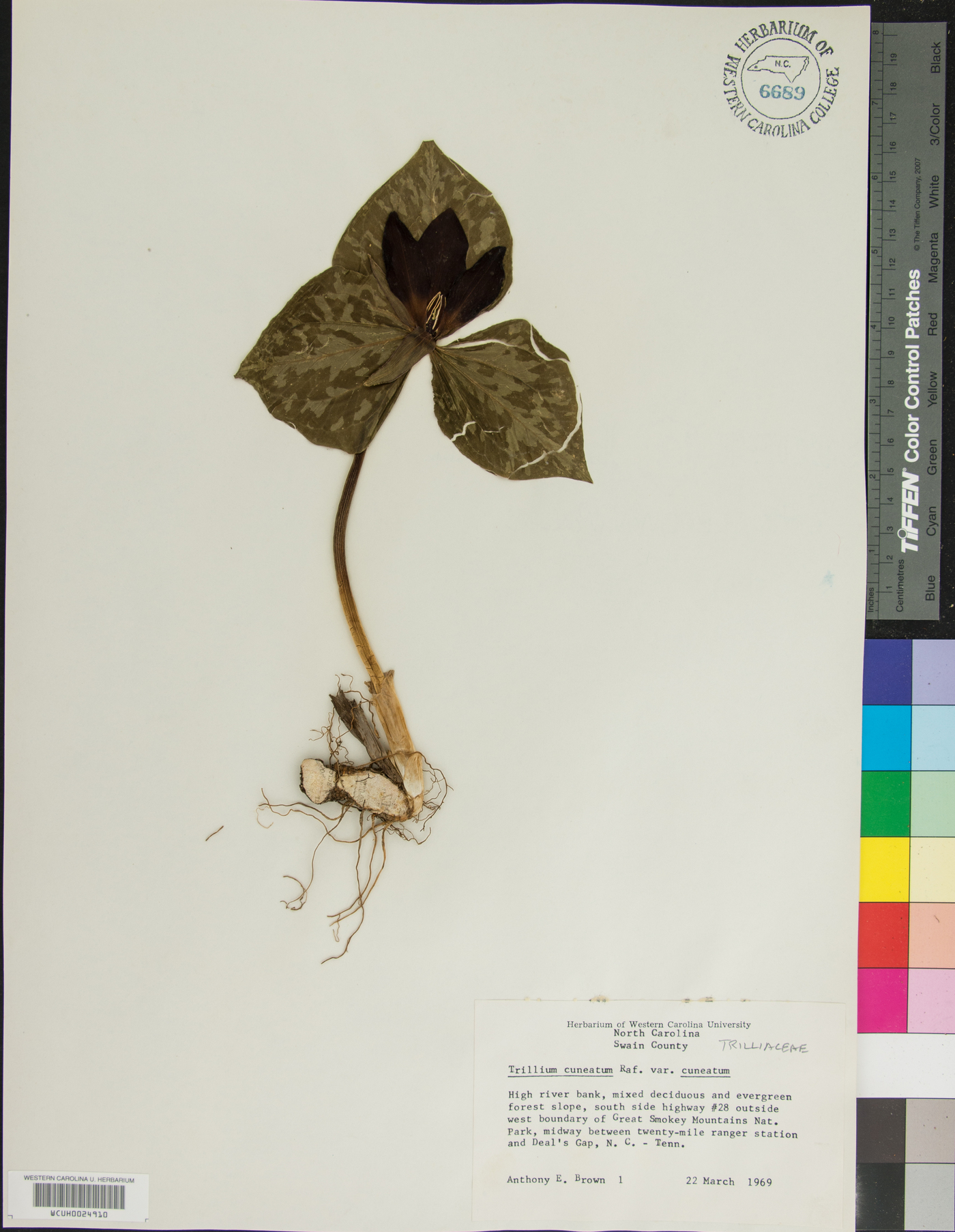 Trillium cuneatum var. cuneatum image