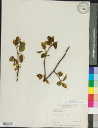 Halesia carolina image