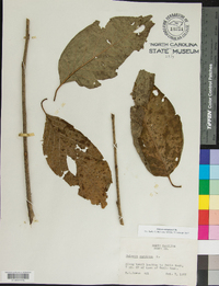 Halesia carolina image